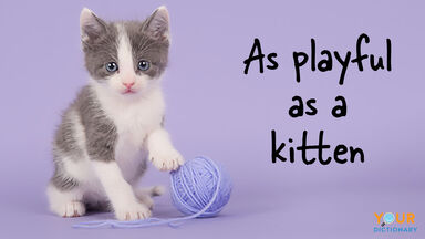 simile as playful as a kitten