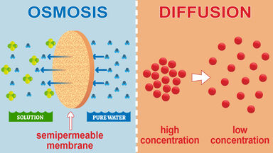 difference between osmosis and diffusion