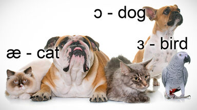 IPA Vowel Sounds for Cat, Dog and Bird