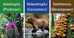 Examples of Biotic Factors